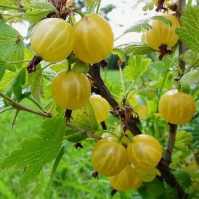 Крыжовник АЛТАЙСКИЙ в Видном