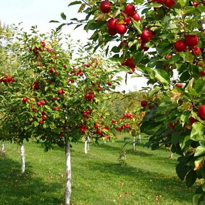 Плодовые деревья в Видном