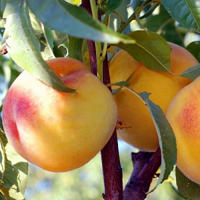 Персики в Видном