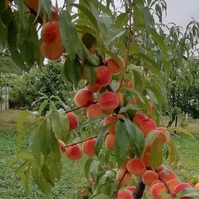 Персик ВУЛКАН в Видном
