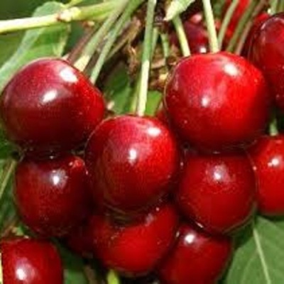 Черешня МИНЧАНКА в Видном