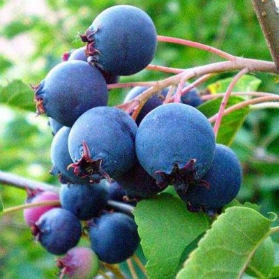 Ирга ПЕМБИНА в Видном