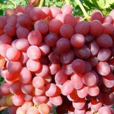 Виноград КИШМИШ КРАСНЫЙ в Видном