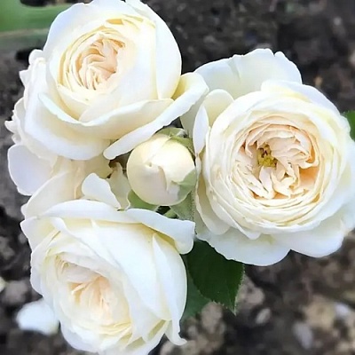 Роза АРТЕМИС шраб в Видном