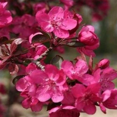 Яблоня РЕД КЕТТИ в Видном