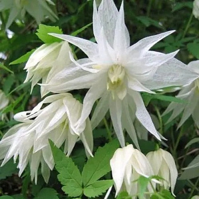 Княжик АЛЬБИНА ПЛЕНА белый махровый в Видном