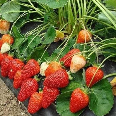 Клубника РОКСАНА в Видном