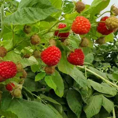 Малина КВЕЛЛИ в Видном