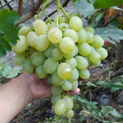 Виноград ВАНЮША в Видном