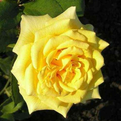 Роза ЛАНДОРА чайно-гибридная  в Видном