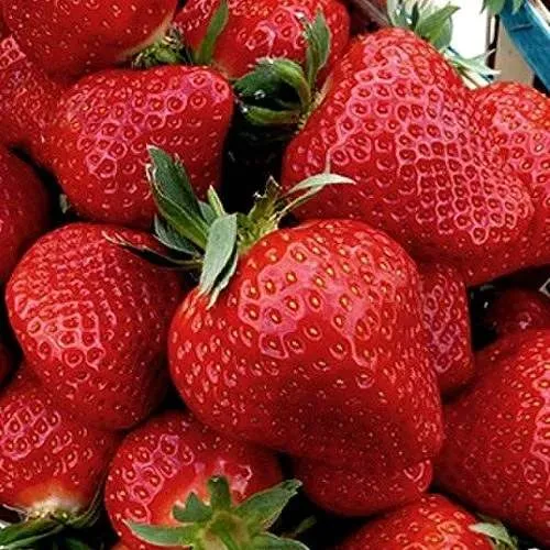 Клубника КЛЕРИ в Видном