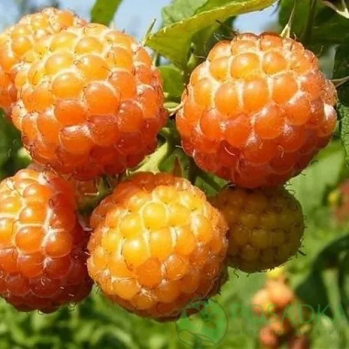 Малина КУМБЕРЛЕНД желтая в Видном