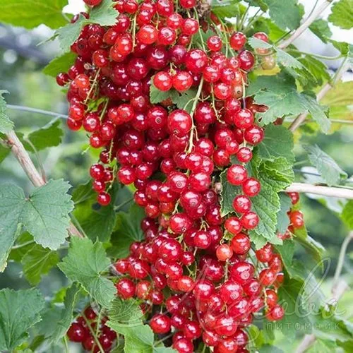 Смородина красная РЕД ЛЕЙК в Видном