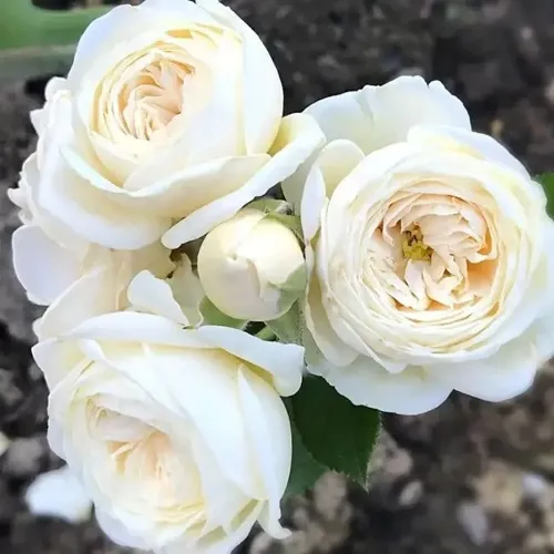 Роза АРТЕМИС шраб в Видном