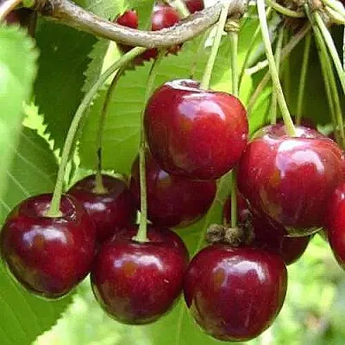 Вишня ХАРИТОНОВСКАЯ в Видном